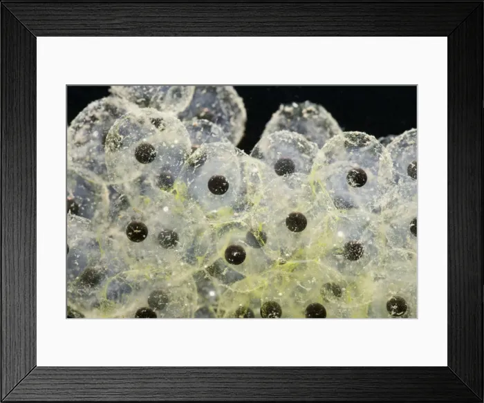 Framed Print : Frogspawn – fresh - common frog – 1 x at 35mm – black background Bedfordshire UK 003548 Framed Print : Frogspawn – fresh - common frog – 1 x at 35mm – black background Bedfordshire UK 003548
