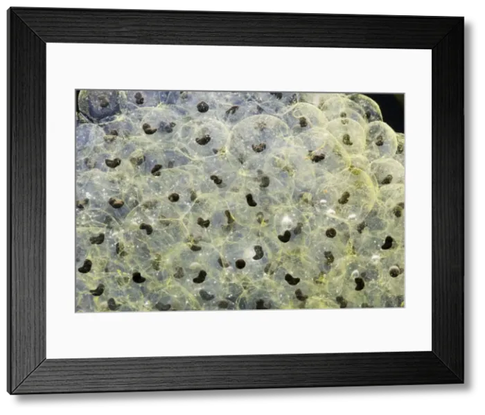 Framed Print : Frogspawn – 7 day old - common frog – 0. 5 x at 35mm – black background Bedfordshire UK 003572 Framed Print : Frogspawn – 7 day old - common frog – 0. 5 x at 35mm – black background Bedfordshire UK 003572