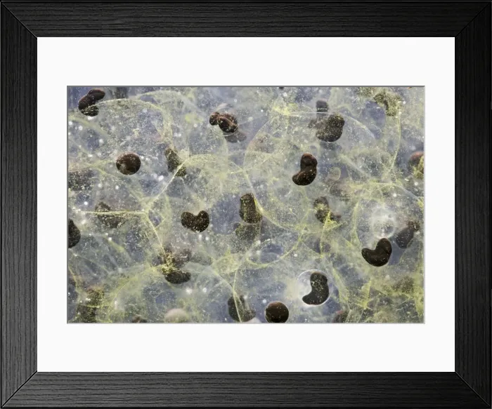 Framed Print : Frogspawn – 7 day old - common frog – 1 x at 35mm – black background Bedfordshire UK 003573h Framed Print : Frogspawn – 7 day old - common frog – 1 x at 35mm – black background Bedfordshire UK 003573h
