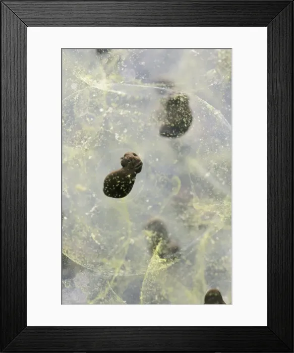 Framed Print : Frogspawn – 7 day old - common frog – 2 x at 35mm Bedfordshire UK 003574h Framed Print : Frogspawn – 7 day old - common frog – 2 x at 35mm Bedfordshire UK 003574h
