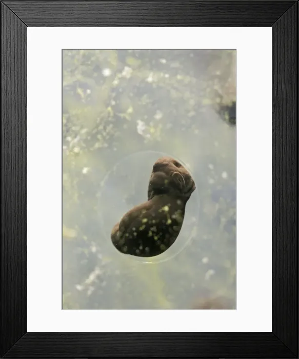 Framed Print : Frogspawn – 7 day old - common frog – 4 x at 35mm – green background Bedfordshire UK 003581h Framed Print : Frogspawn – 7 day old - common frog – 4 x at 35mm – green background Bedfordshire UK 003581h