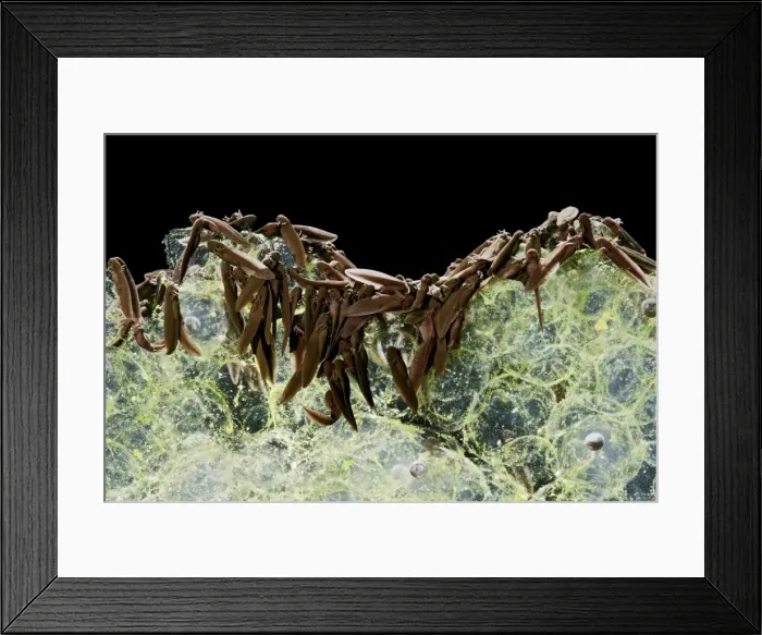 Framed Print : Tadpoles – emerging - common frog – 0. 5 x at 35mm – black background Bedfordshire UK 003586 Framed Print : Tadpoles – emerging - common frog – 0. 5 x at 35mm – black background Bedfordshire UK 003586