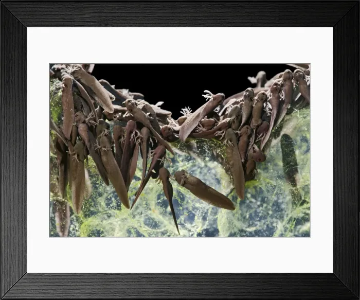 Framed Print : Tadpoles – emerging - common frog – 1 x at 35mm – black background Bedfordshire UK 003587 Framed Print : Tadpoles – emerging - common frog – 1 x at 35mm – black background Bedfordshire UK 003587