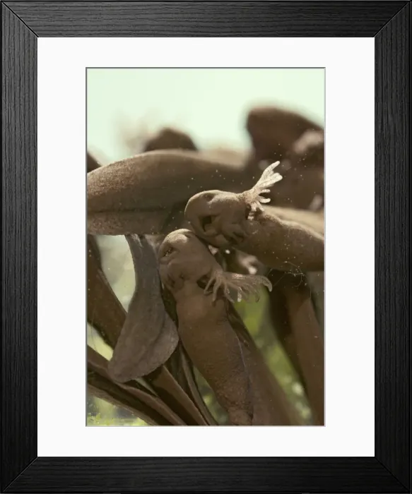 Framed Print : Tadpoles – emerging - common frog – 4 x at 35mm – green background Bedfordshire UK 003592 Framed Print : Tadpoles – emerging - common frog – 4 x at 35mm – green background Bedfordshire UK 003592