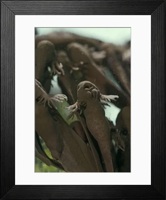 Framed Print : Tadpoles – emerging - common frog – 4 x at 35mm – green background Bedfordshire UK 003593 Framed Print : Tadpoles – emerging - common frog – 4 x at 35mm – green background Bedfordshire UK 003593