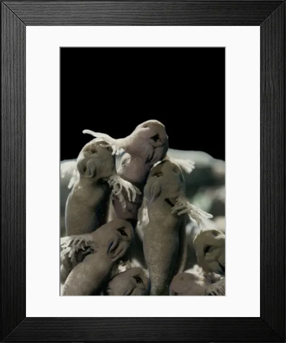 Framed Print : Tadpoles – emerging - common frog – 4 x at 35mm – black background Bedfordshire UK 003596 Framed Print : Tadpoles – emerging - common frog – 4 x at 35mm – black background Bedfordshire UK 003596