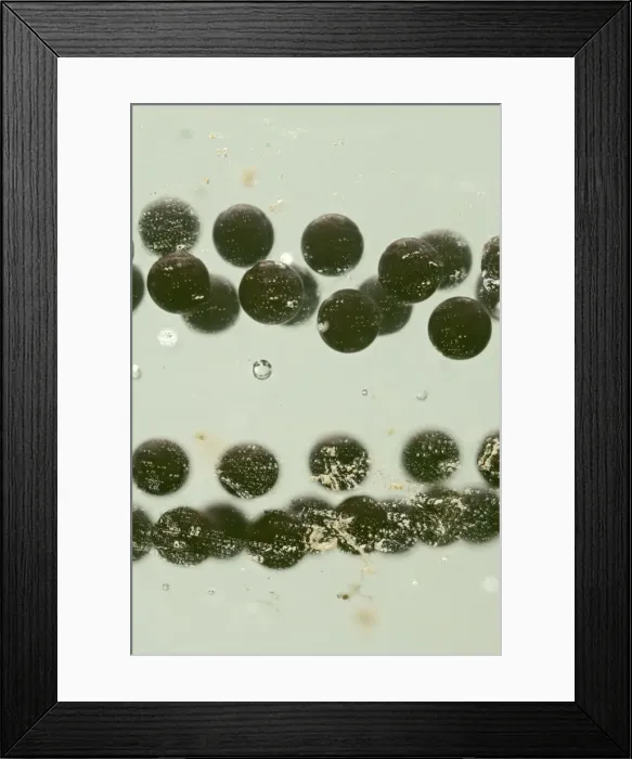 Framed Print : Toadspawn – fresh – common toad – 2 x at 35mm – green background Bedfordshire UK 003604h Framed Print : Toadspawn – fresh – common toad – 2 x at 35mm – green background Bedfordshire UK 003604h