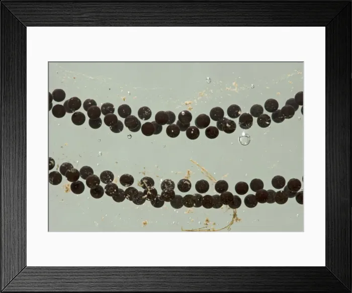 Framed Print : Toadspawn – fresh – common toad – 1 x at 35mm – green background Bedfordshire UK 003629 Framed Print : Toadspawn – fresh – common toad – 1 x at 35mm – green background Bedfordshire UK 003629