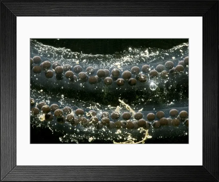 Framed Print : Toadspawn – fresh – common toad – 1 x at 35mm – black background Bedfordshire UK 003633 Framed Print : Toadspawn – fresh – common toad – 1 x at 35mm – black background Bedfordshire UK 003633
