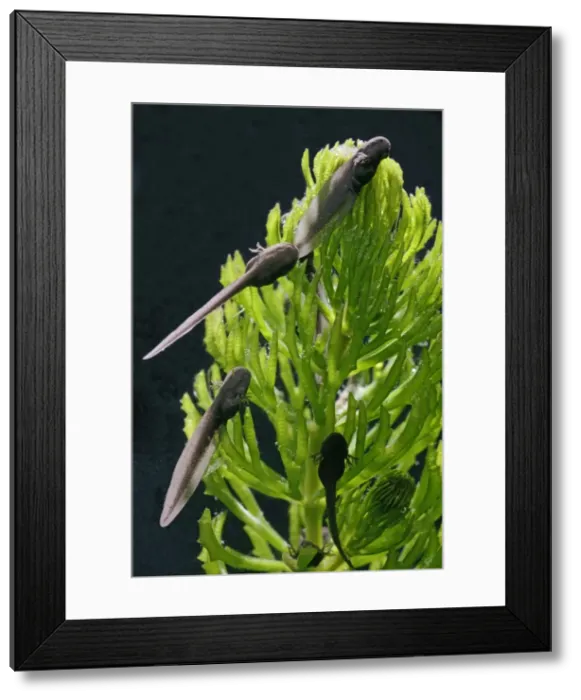 Framed Print : Tadpoles – common frog – 9 days old – 1 x at 35mm – black background Bedfordshire UK 003646