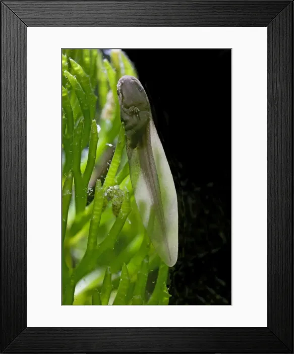 Framed Print : Tadpoles – common frog – 9 days old – 2 x at 35mm – black background Bedfordshire UK 003667h Framed Print : Tadpoles – common frog – 9 days old – 2 x at 35mm – black background Bedfordshire UK 003667h