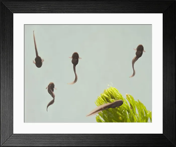 Framed Print : Tadpoles – common frog – 9 days old – 1 x at 35mm – green background Bedfordshire UK 003721 Framed Print : Tadpoles – common frog – 9 days old – 1 x at 35mm – green background Bedfordshire UK 003721