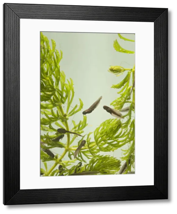 Framed Print : Tadpoles – common frog – 9 days old – 0. 5 x at 35mm – green background Bedfordshire UK 003729 Framed Print : Tadpoles – common frog – 9 days old – 0. 5 x at 35mm – green background Bedfordshire UK 003729