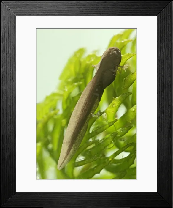 Framed Print : Tadpoles – common frog – 9 days old – 2 x at 35mm – green background Bedfordshire UK 003751h Framed Print : Tadpoles – common frog – 9 days old – 2 x at 35mm – green background Bedfordshire UK 003751h