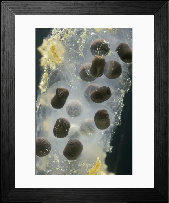Framed Print : Toadspawn – 7 days old – common toad – 2 x at 35mm – black background Bedfordshire UK 003811h Framed Print : Toadspawn – 7 days old – common toad – 2 x at 35mm – black background Bedfordshire UK 003811h