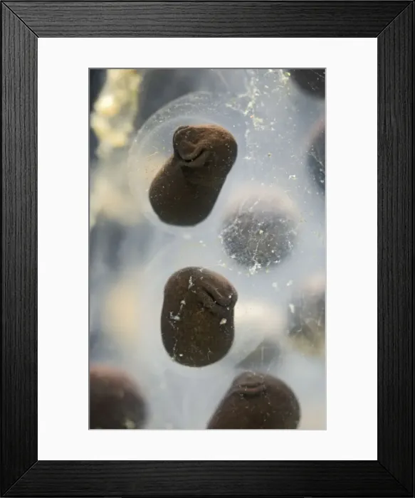 Framed Print : Toadspawn – 7 days old – common toad – 4 x at 35mm – black background Bedfordshire UK 003817h Framed Print : Toadspawn – 7 days old – common toad – 4 x at 35mm – black background Bedfordshire UK 003817h