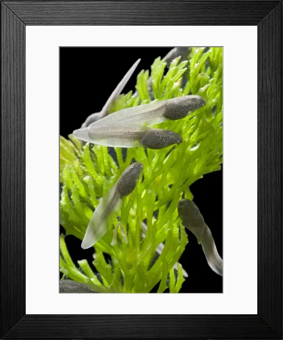 Framed Print : Tadpoles – common frog – 4 weeks old – 1 x at 35mm – black background Bedfordshire UK 003848 Framed Print : Tadpoles – common frog – 4 weeks old – 1 x at 35mm – black background Bedfordshire UK 003848