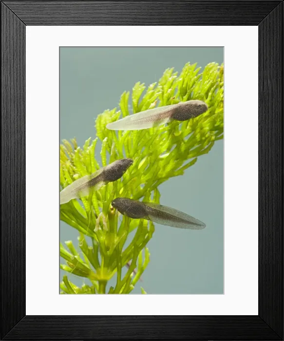 Framed Print : Tadpoles – common frog – 4 weeks old – 1 x at 35mm – green background Bedfordshire UK 003857 Framed Print : Tadpoles – common frog – 4 weeks old – 1 x at 35mm – green background Bedfordshire UK 003857
