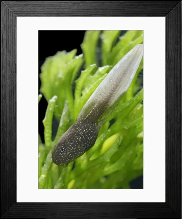 Framed Print : Tadpoles – common frog – 4 weeks old – 2 x at 35mm Bedfordshire UK 003915h Framed Print : Tadpoles – common frog – 4 weeks old – 2 x at 35mm Bedfordshire UK 003915h