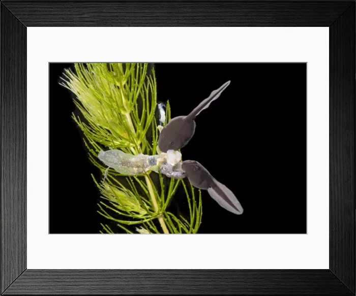 Framed Print : Common toad – tadpole 5 weeks - cannibalism – x0. 5 – black background Bedfordshire UK 004550 Framed Print : Common toad – tadpole 5 weeks - cannibalism – x0. 5 – black background Bedfordshire UK 004550