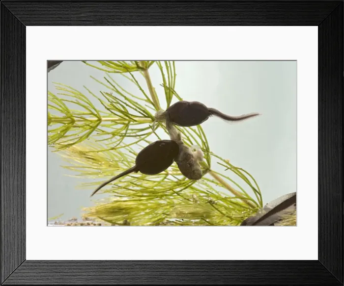 Framed Print : Common toad – tadpole 5 weeks - cannibalism – x0. 7 – Bedfordshire UK 004563 Framed Print : Common toad – tadpole 5 weeks - cannibalism – x0. 7 – Bedfordshire UK 004563