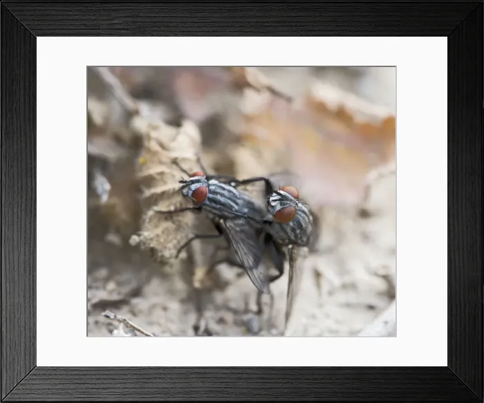 Framed Print : Flesh flies – mating Cyprus 004158 Framed Print : Flesh flies – mating Cyprus 004158