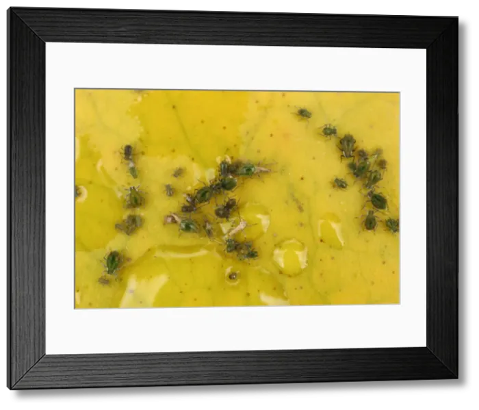 Framed Print : Water Lily Aphids on water lily lead close up Framed Print : Water Lily Aphids on water lily lead close up