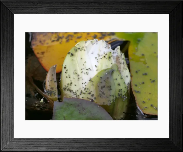Framed Print : Water Lily Aphids infest both the flowers and leaves of nymphaea spp Framed Print : Water Lily Aphids infest both the flowers and leaves of nymphaea spp