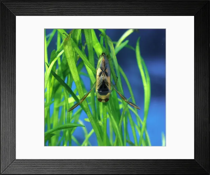 Framed Print : Backswimmer resting on waterplants back view Framed Print : Backswimmer resting on waterplants back view