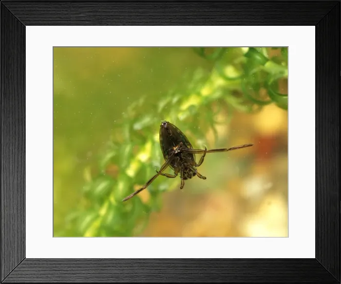 Framed Print : Backswimmer floating on water surface from below Framed Print : Backswimmer floating on water surface from below
