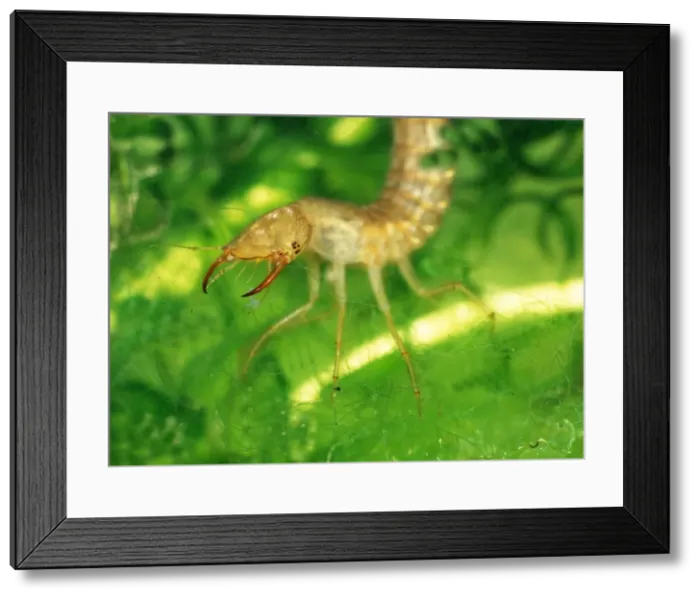 Framed Print : Great Diving Beetle larva amongst water plants side view Framed Print : Great Diving Beetle larva amongst water plants side view