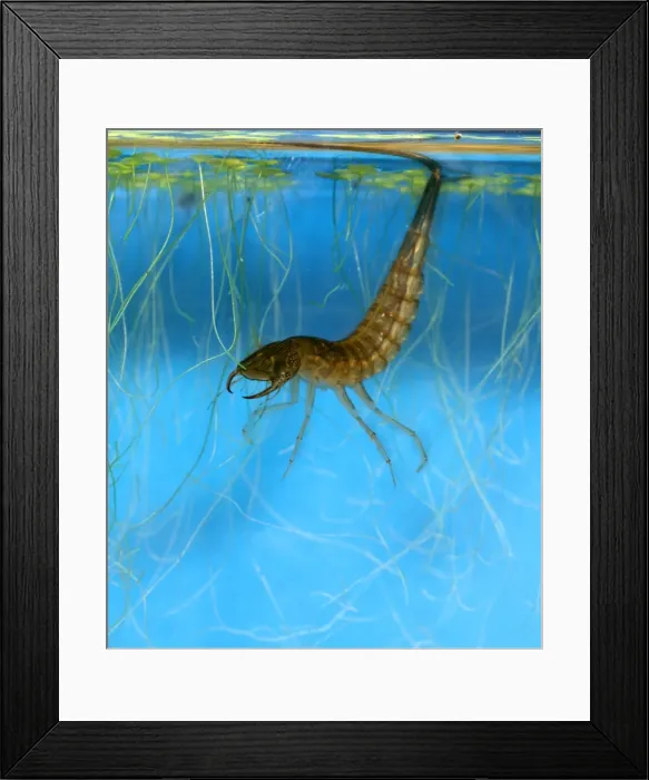 Framed Print : Great diving beetle larva amongst water weeds in strile position Framed Print : Great diving beetle larva amongst water weeds in strile position