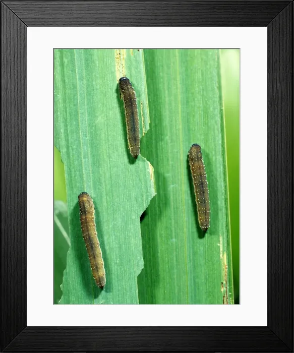 Framed Print : Iris sawfly larvae feeding on flag iris leaves Framed Print : Iris sawfly larvae feeding on flag iris leaves