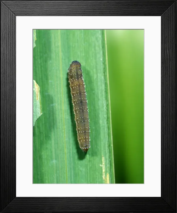 Framed Print : Iris sawfly larva feeding on flag iris leaves Framed Print : Iris sawfly larva feeding on flag iris leaves