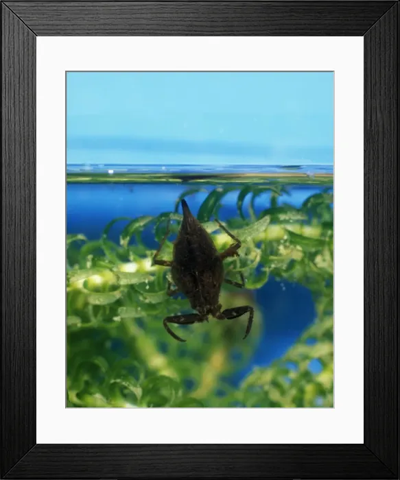 Framed Print : Water scorpion waits amongst water weed for prey to come within range Framed Print : Water scorpion waits amongst water weed for prey to come within range