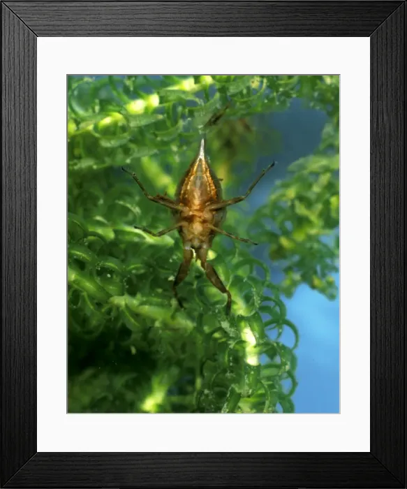 Framed Print : Water scorpion amongst water plants view of underside Framed Print : Water scorpion amongst water plants view of underside