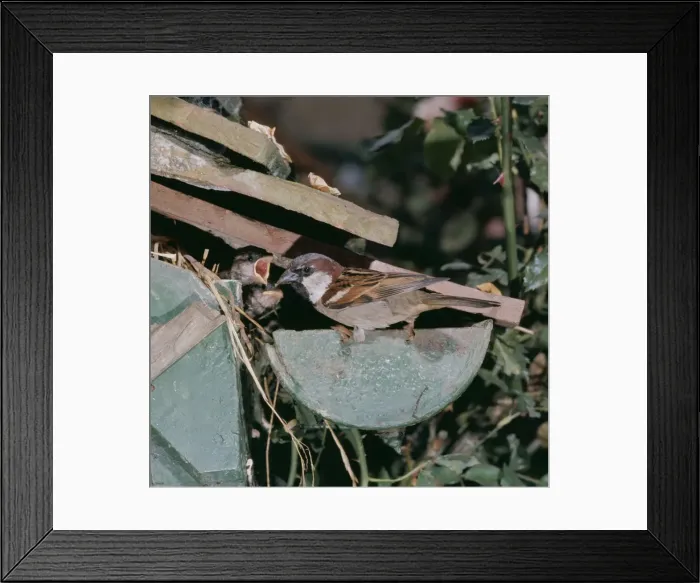 Framed Print : House Sparrow BB 136 Feeding Young under house eves © Brian Bevan / ARDEA LONDON Framed Print : House Sparrow BB 136 Feeding Young under house eves © Brian Bevan / ARDEA LONDON
