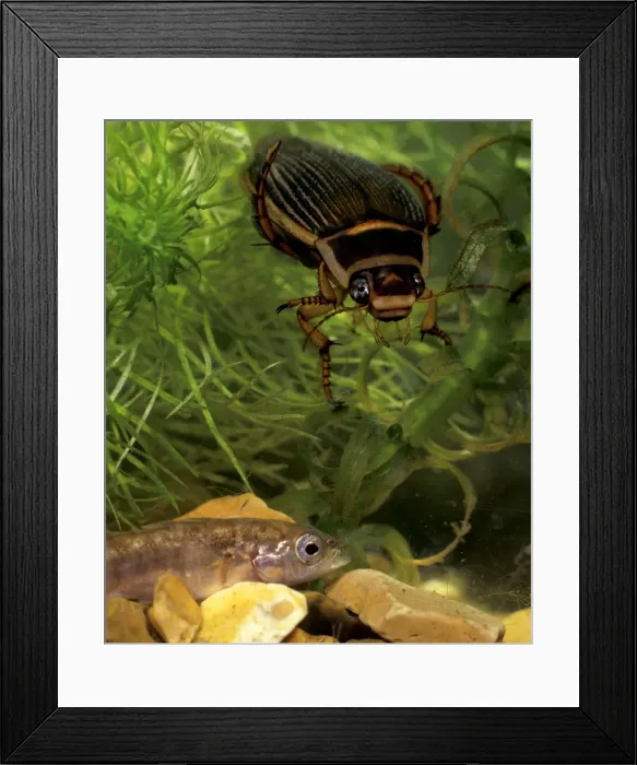 Framed Print : Great diving beetle femaleabout to catch stickleback Framed Print : Great diving beetle femaleabout to catch stickleback