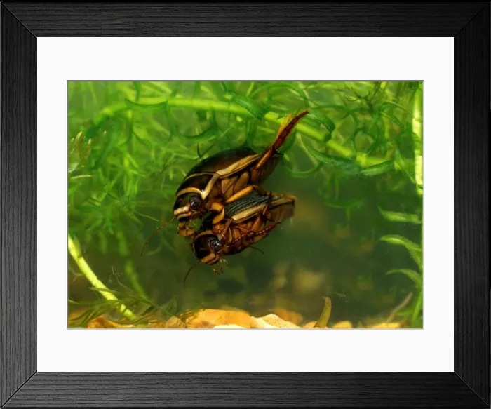 Framed Print : Great diving beetle - mated pair swimming underwater Framed Print : Great diving beetle - mated pair swimming underwater