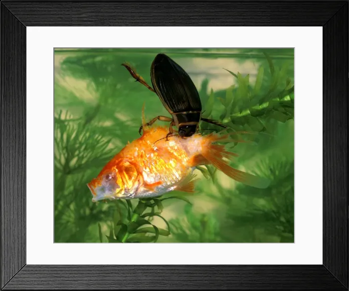 Framed Print : Great diving beetle adult eating large goldfish Framed Print : Great diving beetle adult eating large goldfish