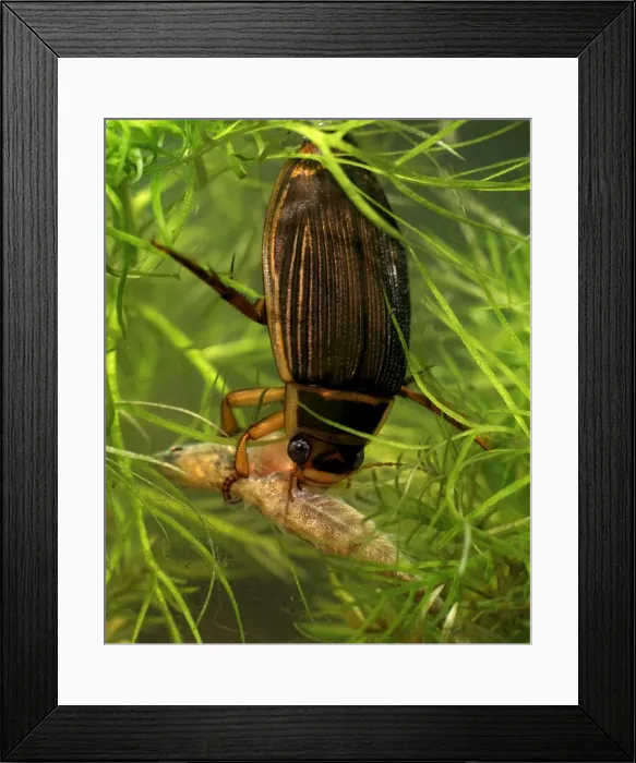 Framed Print : Great diving beetle female eating stickleback Framed Print : Great diving beetle female eating stickleback