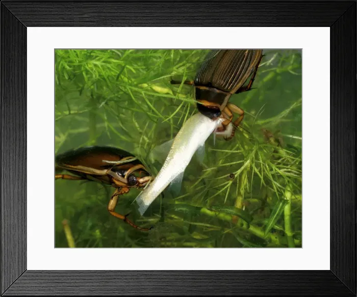 Framed Print : Great diving beetle pair eating small golden orfe Framed Print : Great diving beetle pair eating small golden orfe