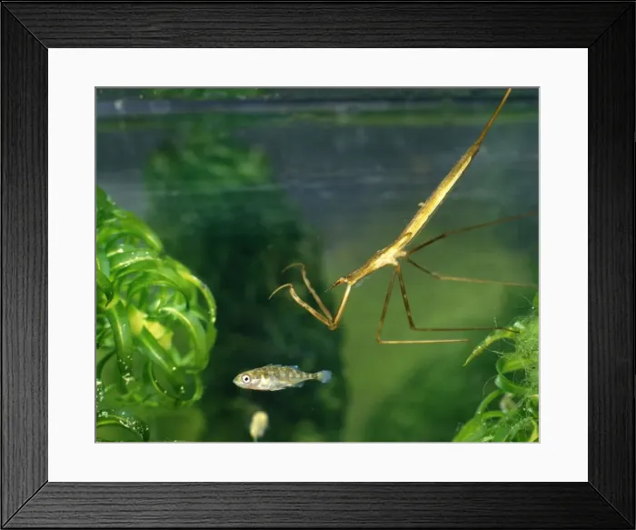 Framed Print : Water stick insect about to strike at stickleback Framed Print : Water stick insect about to strike at stickleback
