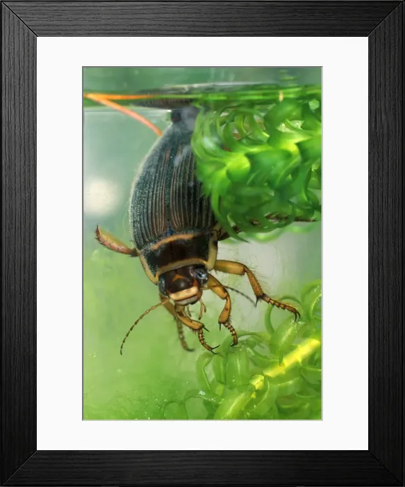 Framed Print : Great diving beetle female amongst water plants close up Framed Print : Great diving beetle female amongst water plants close up