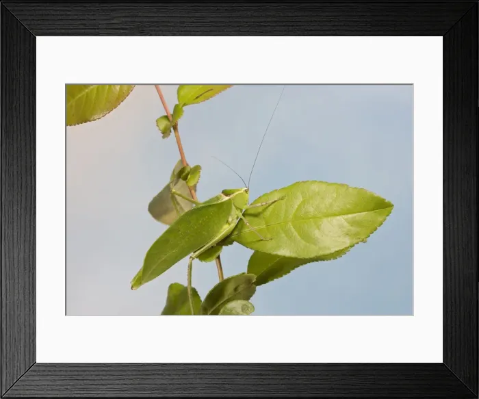 Framed Print : Florida Giant Katydid - camouflage 005283 Framed Print : Florida Giant Katydid - camouflage 005283
