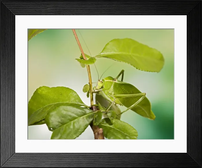 Framed Print : Florida Giant Katydid - camouflage 005286 Framed Print : Florida Giant Katydid - camouflage 005286