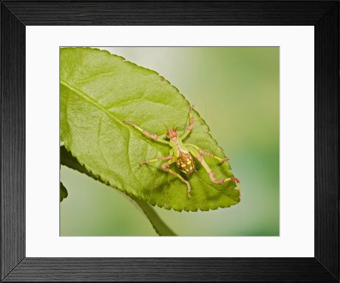 Framed Print : Malaysian Katydid 005290 Framed Print : Malaysian Katydid 005290