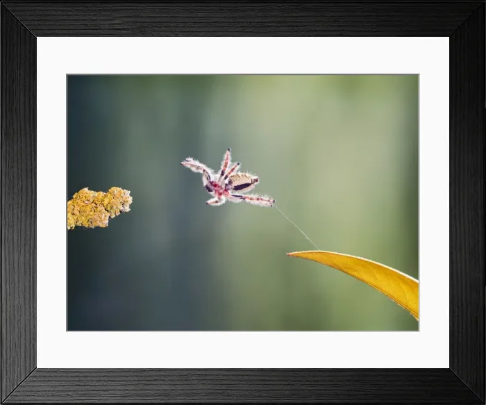Framed Print : Indonesian Jumping Spider - jumping 005303 Framed Print : Indonesian Jumping Spider - jumping 005303