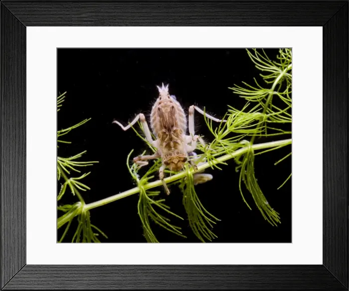 Framed Print : Dragonfly – lava Bedfordshire UK 004799 Framed Print : Dragonfly – lava Bedfordshire UK 004799