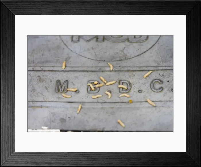 Framed Print : Maggots - bred in Beds CC bin crawling on lid Bedfordshire UK 005041 Framed Print : Maggots - bred in Beds CC bin crawling on lid Bedfordshire UK 005041